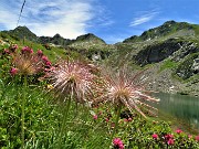 40 Pulsatilla alpina in fiorescenza con Rododendri rossi al Lago di Sopra